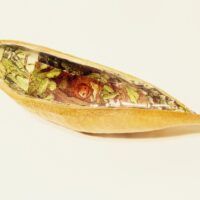 Forest Folk Enjoying Themselves Pod